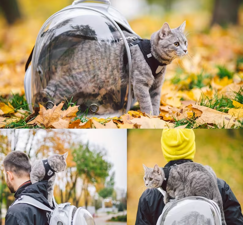 Pet Adventure Backpack